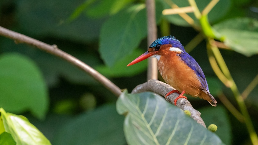 Formation de 5 pépiniéristes dans la forêt Hlanzoun